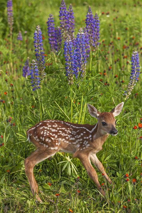 White Tailed Deer Fawn Photograph By Jim Zuckerman Fine Art America