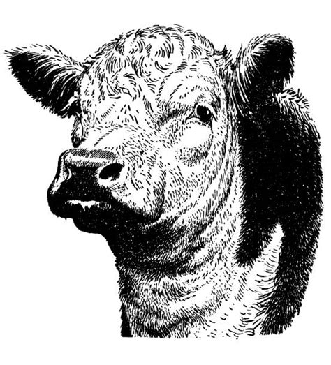 1700 Black And White Face Cow Stock Photos Pictures And Royalty Free