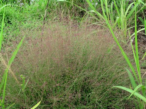 Eragrostis Spectabilis Purple Lovegrass Purple Love Grass Tumble Grass North Carolina
