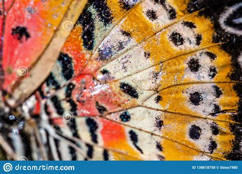 Close Up Of An Monarch Butterfly Lective Focus Stock Photo