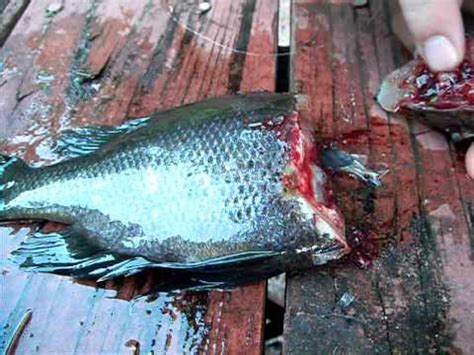 There are four steps about the cleanup of youtube cache on pc: how to clean a bluegill panfish-bk 13 - YouTube