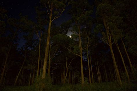 Green Leaves Forest Trees During Nighttime Tiny Seed Literary Journal