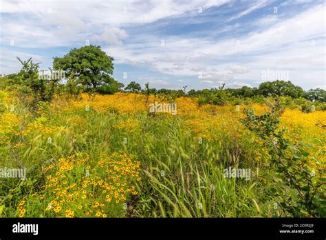 Texas Yellow Wildflowers High Resolution Stock Photography And Images