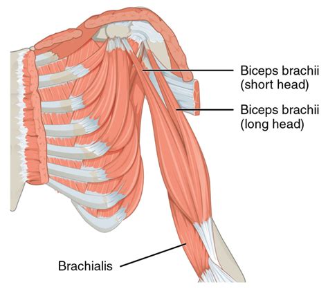 Brachialis Thumb And Elbow Pain West Suburban Pain Relief