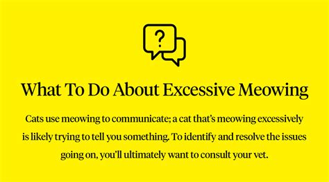 Excessive Meowing Possible Causes And Solutions Dutch