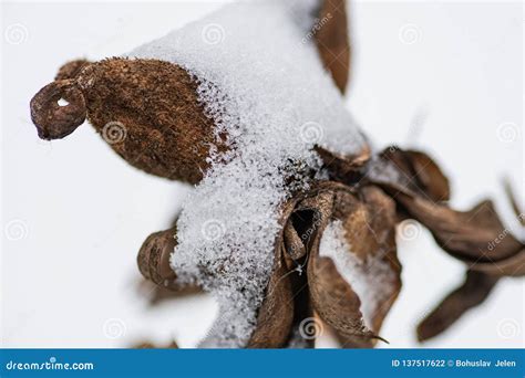 Closeup Of Frozen Dried Plants Covered With Snow Stock Photo Image Of