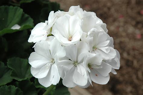 Tango White Geranium Pelargonium Tango White In Fayetteville