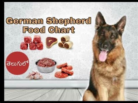 All of these ingredients can be included or alternated in a raw diet for german shepherds. German shepherd Diet and Food Chart in Telugu | Taju ...