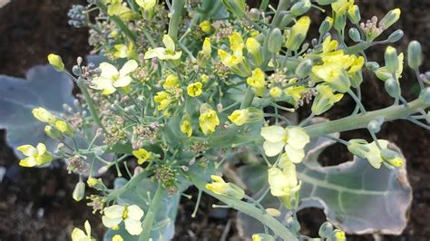 Broccoli Flowering What Does It Mean Broccoli Going To Seed Seed