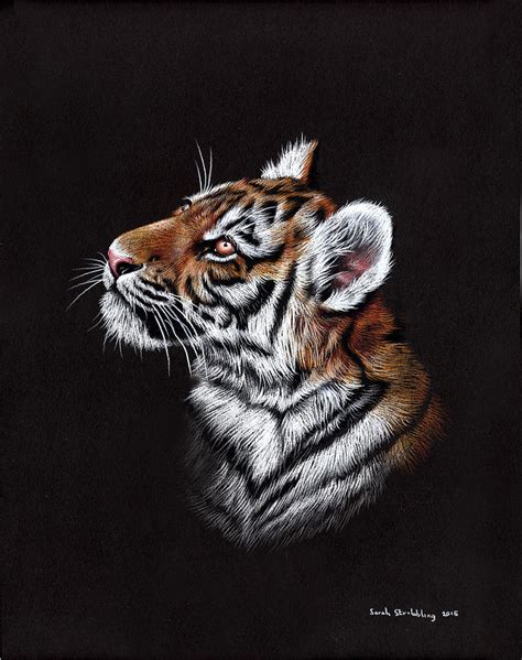 Siberian Tiger Cub Painting By Sarah Stribbling Fine Art America