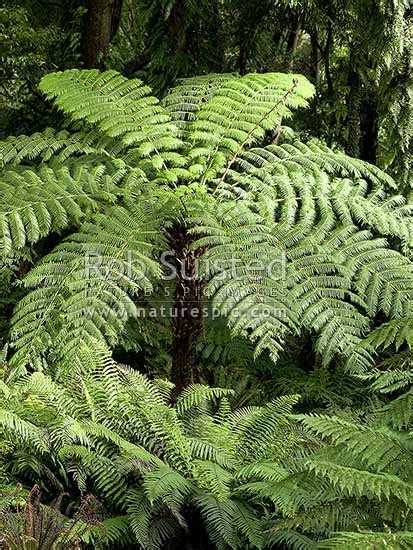 Silver Fern Cyathea Dealbata New Zealand Native Silver Tree Fern Or