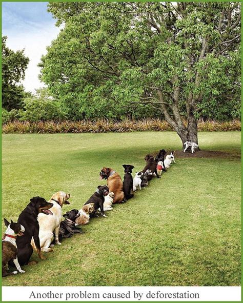 Cute Photo Dogs Line Up To Use Tree Petopia