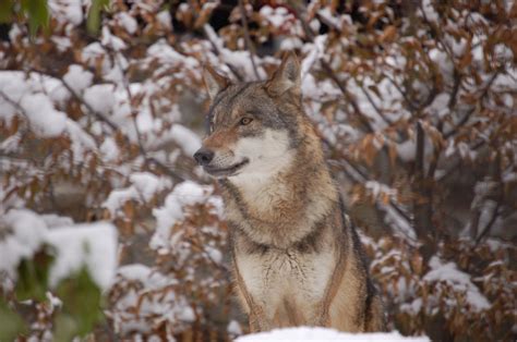 Ecos 406 Return Of The Wolf In Northwestern Europe A Case Of
