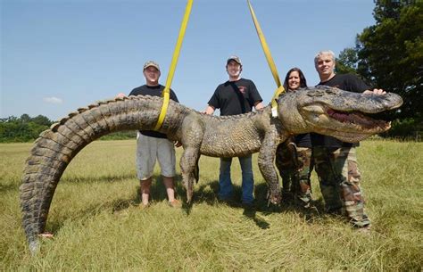 Us Alligator Hunters Break Record For Biggest Beast Ever Caught Three