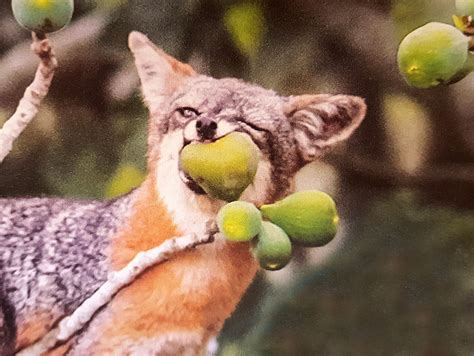 Gray Fox Eating Fresh Fruit Aww