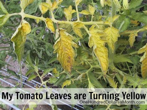 Ask Mavis Help My Tomato Leaves Are Turning Yellow One Hundred
