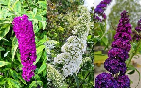 Butterfly Bush Varieties 20 Different Types Of Butterfly