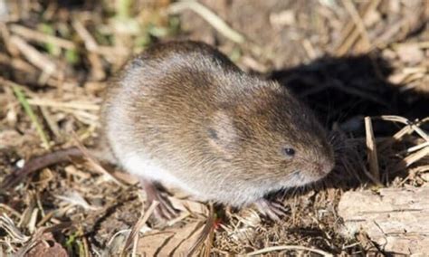 Meadow Vole