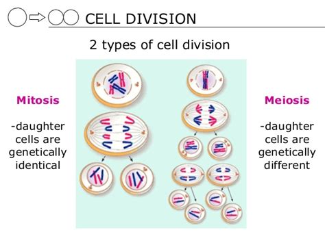 Types Of Cell Division