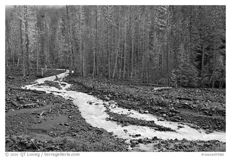 Black And White Picturephoto Tahoma Creek Westside Mount Rainier