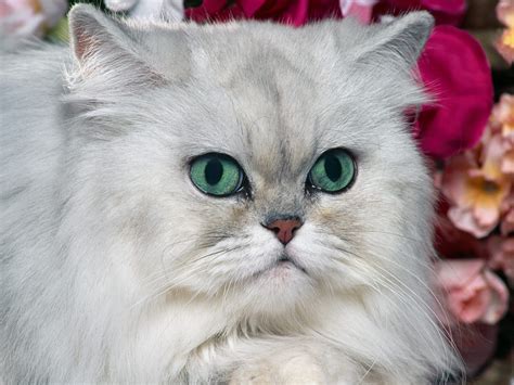 See more ideas about cats, cute cats, beautiful cats. Gray Persian cat wallpapers and images - wallpapers ...