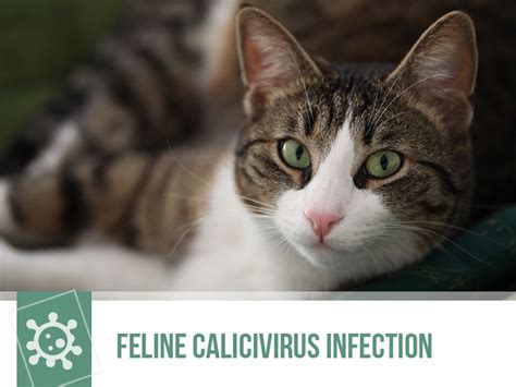 Feline Calicivirus Infection The Pet Professionals
