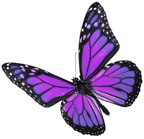 Butterfly Illustration Purple Butterfly Mania