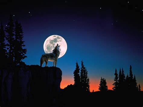 Wolf Howling At The Moon Wallpapers Group 41