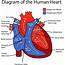 Diagram Of Human Heart 