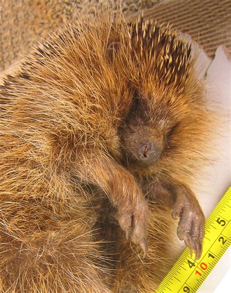 European Hedgehog Mortality - Introduction | Wildlife Online