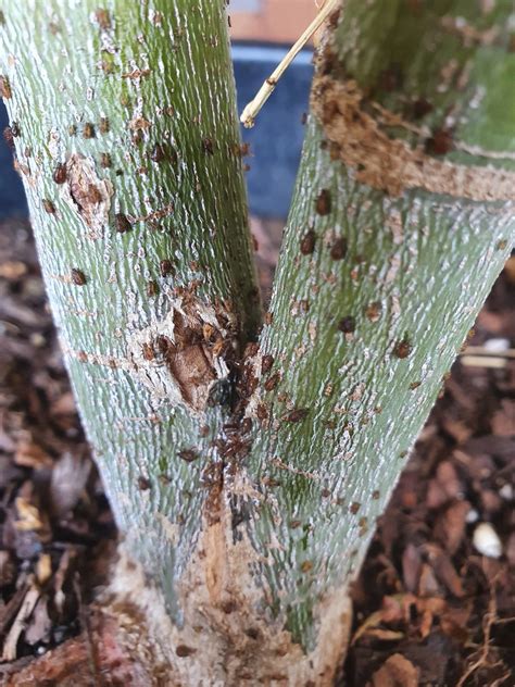 Pests Aphid Or Mites On Japanese Maple Acer Plamatum Katsura
