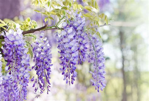 Purple Flowered Climbing Plant Crossword Clue Denny Wyatt