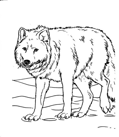 Arctic Wolf Coloring Page At GetColorings Free Printable 33936 The