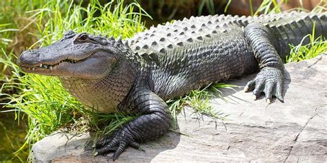 American Alligator At Adelaide Zoo Meet Our Mighty Alligators