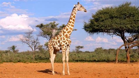 How Many Types Of Giraffes Are There Science Discovers Four Subspecies