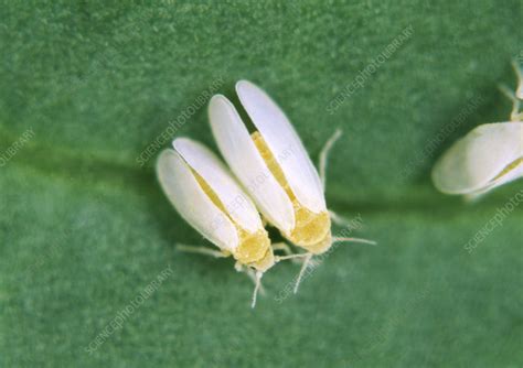 Cotton Whiteflies Stock Image Z2950331 Science Photo Library