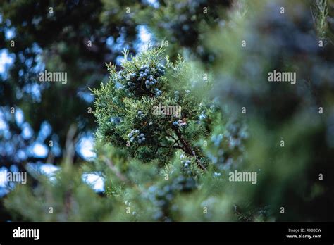 Juniper Tree With Berries Stock Photo Alamy