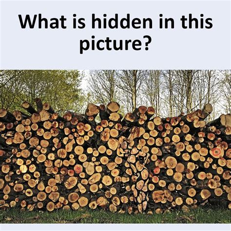 What Is Hidden In This Picture Emviatame