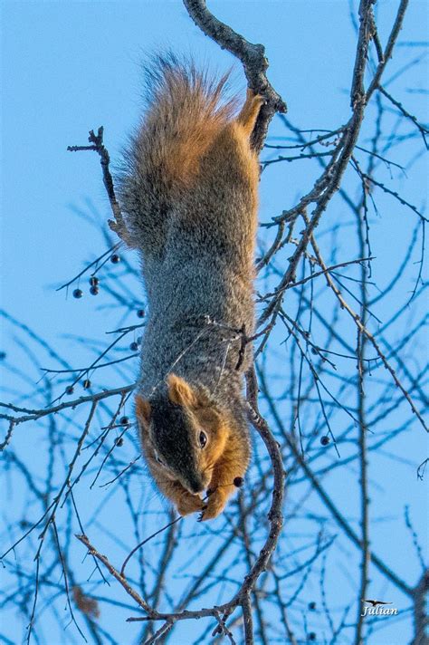 Squirrel In Nebraska By Paul Julian Squirrel Tree Rat Funny Squirrels