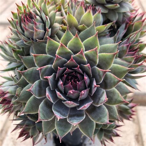 Red Beauty Sempervivum Plants For Sale Hens And Chicks