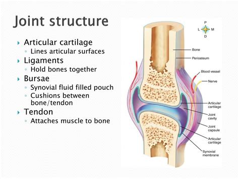 Ppt Structure Of Synovial Joints Powerpoint Presentation Free