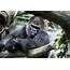 JoJo The Gorilla Settles In At Brookfield Zoo  Chicago Tribune