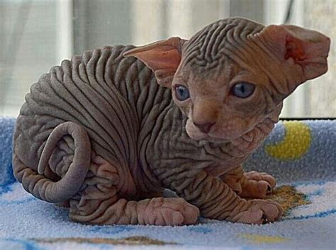 Egyptian Sphynx Cat These Cats R So Awesome Lookin If I Could Only Find