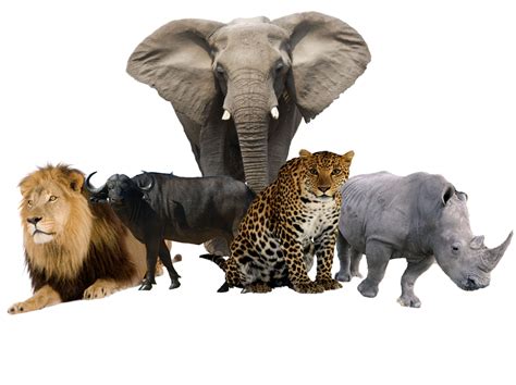 Afrikaziara On Twitter In Africa The Big Five Game Animals Are The