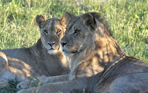 Botswana | Kalahari Lions