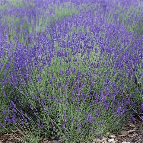 Lavender Seeds Munstead Lavandula Angustifolia American Meadows