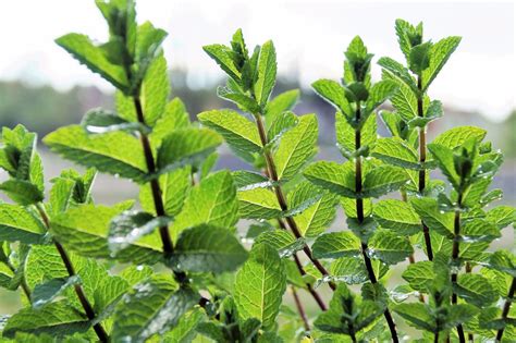 Chocolate Mint How To Grow And Use Chocolate Mint Herb