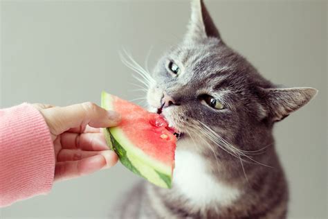 Can Cats Eat Watermelon The Truth About Felines And This Favorite Fruit