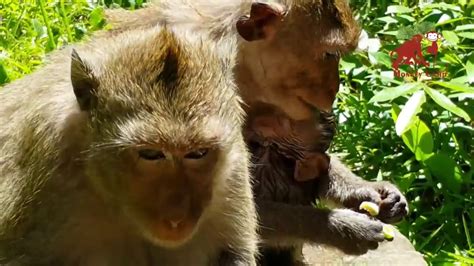 Pity Baby Monkey After Her Mom Swim Baby Monkey Life In Angkorreal