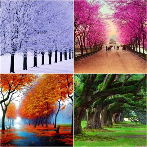 Four Seasons Fotomotive Jahreszeiten Natur